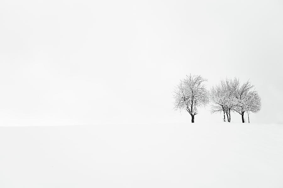 Tree And Silence Photograph by Amir Bajrich
