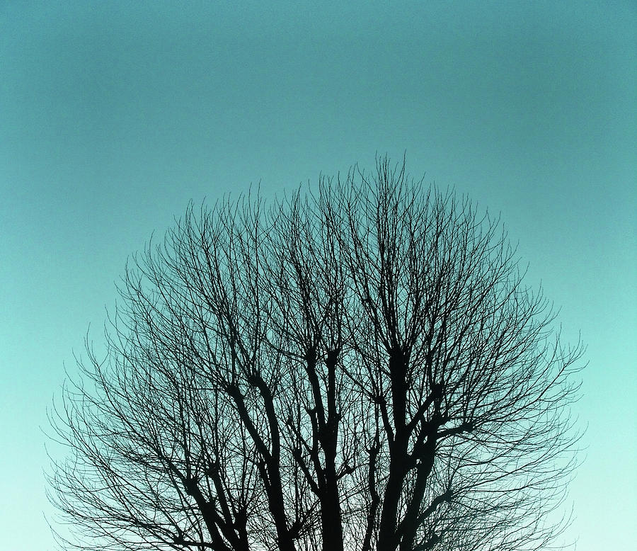 Tree And Sky Photograph by Richard Newstead