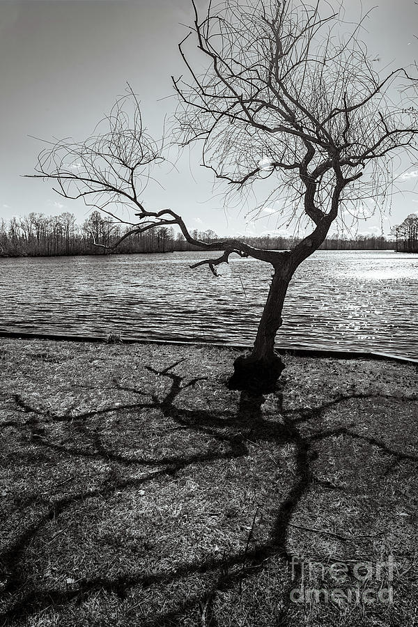 Tree and Spindly Shadow Photograph by J Paulson | Pixels