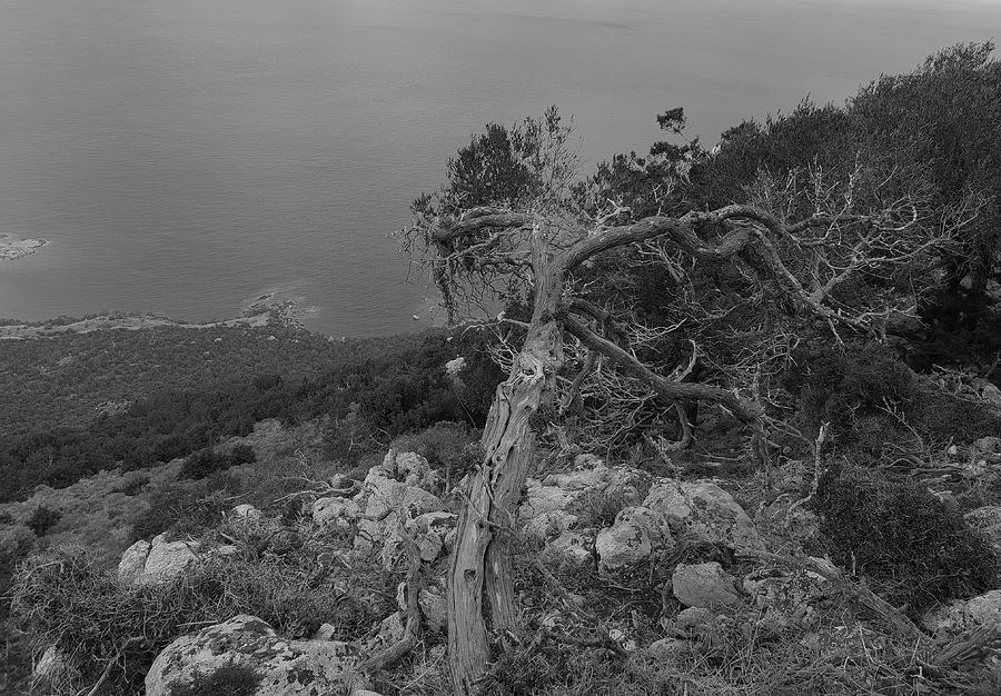 Tree and the Sea Photograph by Iordanis Pallikaras