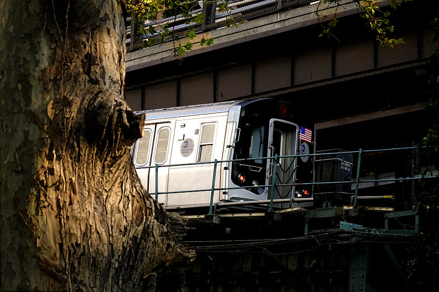 Tree and Train Photograph by Steve Ember