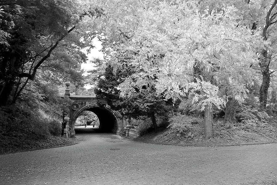 Tree And Tunnel, Prospect Park Photograph by Jackie Weisberg
