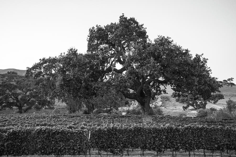 Tree and Vineyard California  Photograph by John McGraw
