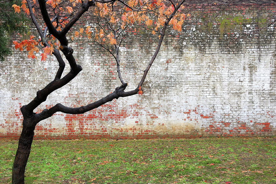 Tree And Wall At Seodaemun Prison Photograph by Lonely Planet