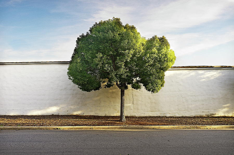 Tree And Wall Photograph by Copyright Jeff Seltzer Photography