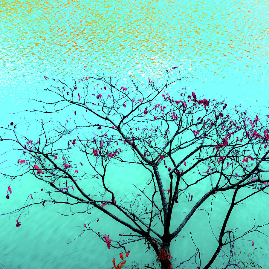 Tree and Water 1 by Le Comp Tree and Water 1 by Le Comp