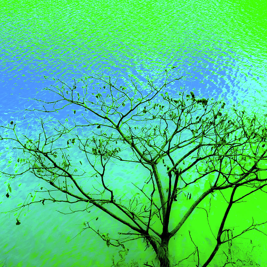Tree and Water 3 by Le Comp Tree and Water 3 by Le Comp