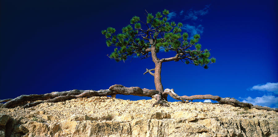 Tree At Bryce Canyon Np, Ut Digital Art by Massimo Ripani