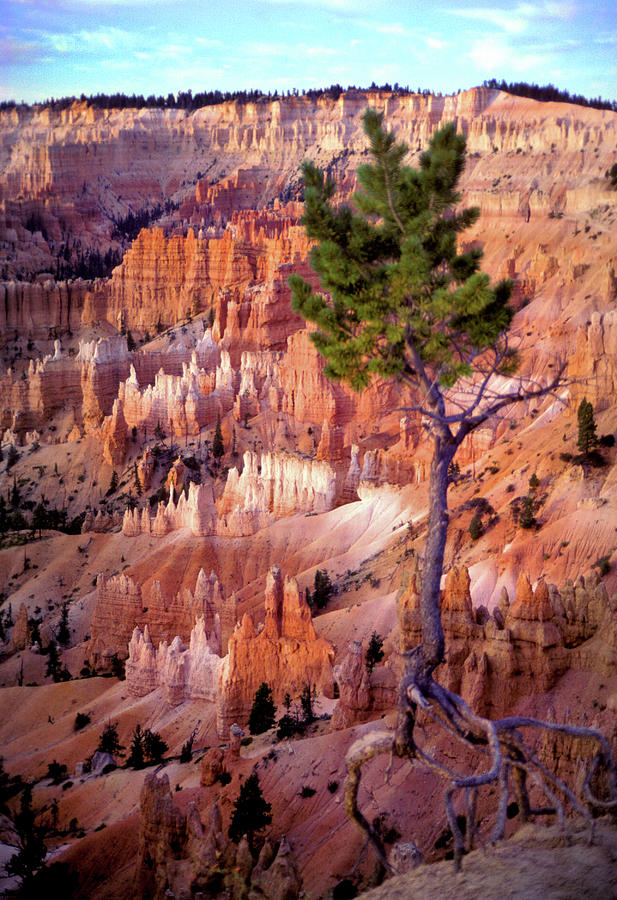 Tree at Bryce Photograph by Jerry Griffin