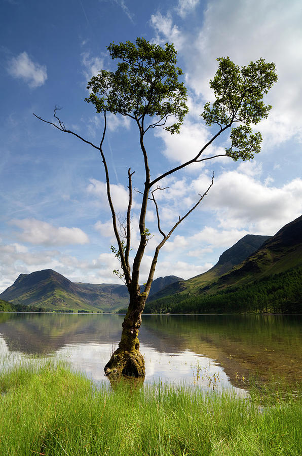 Tree At Buttermere Photograph by Simonbradfield
