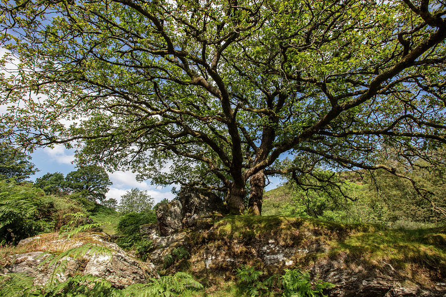 Tree at Dolwyddelan Castle in Wales  Photograph by John McGraw