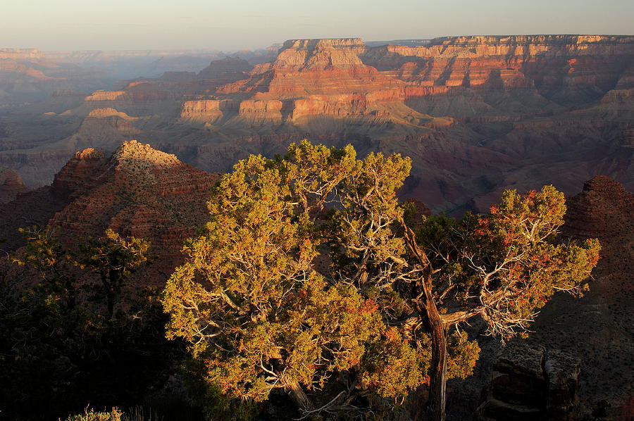 Tree At Grand Canyon, Arizona, Usa Digital Art by Heeb Photos