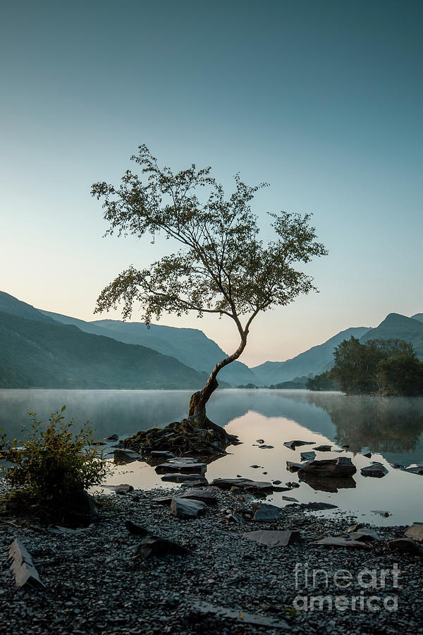 Tree at Llyn Padarn Photograph by David Lichtneker