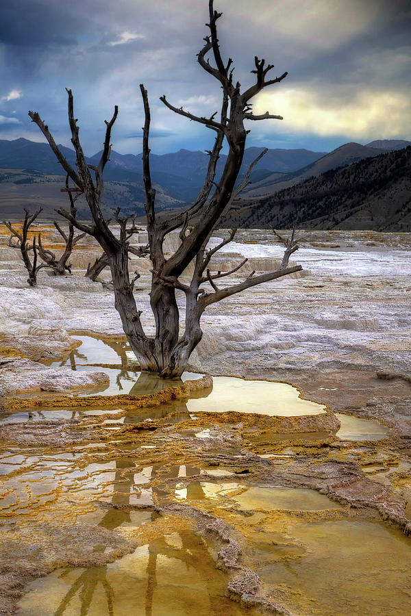 Tree At Mammoth Hot Springs Photograph by © Rozanne Hakala