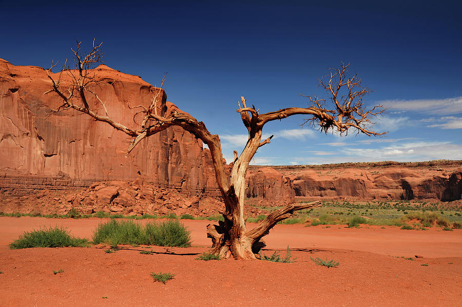 Tree At Monument Valley Photograph by Philippe Sainte-laudy Photography
