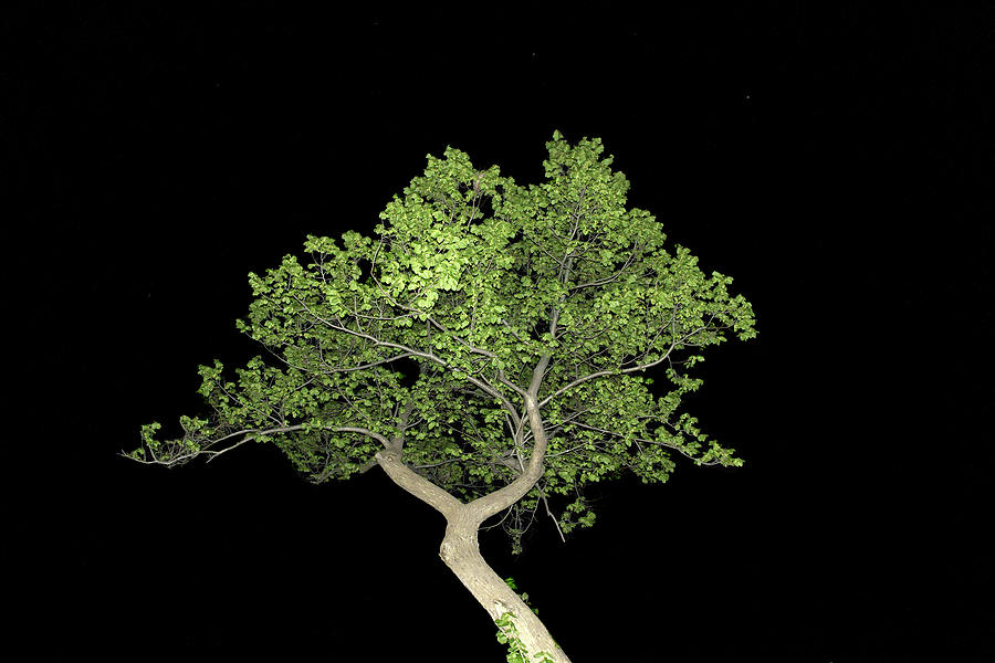 Tree at Night Photograph by Deborah Ritch