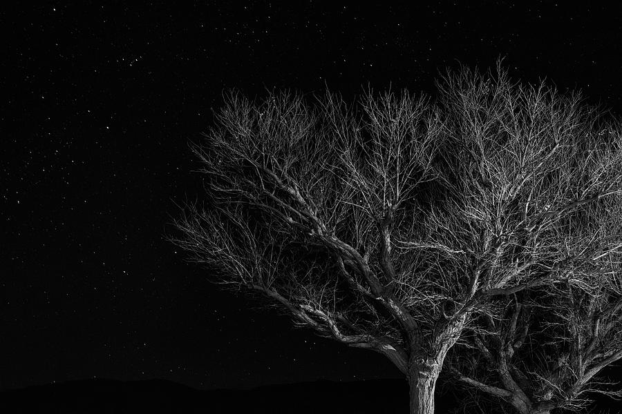 Tree at night I Photograph by Guillermo Lizondo