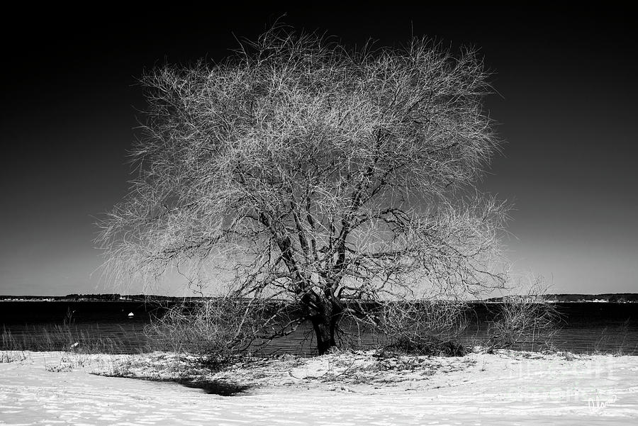Tree At Oceans Edge Photograph