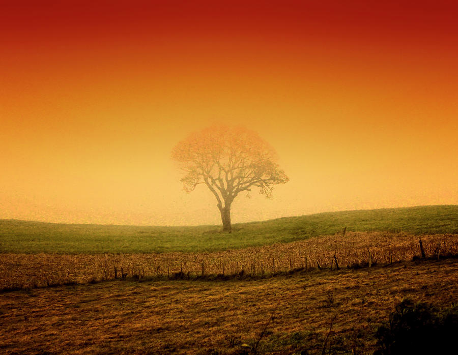 Tree At Sunset And Misty Photograph by Antonello