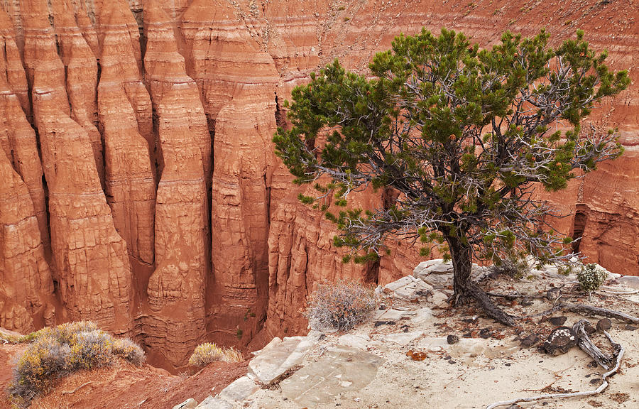 Landscape Photograph - Tree At The Canyon Edge, Cathedral by DPK-Photo