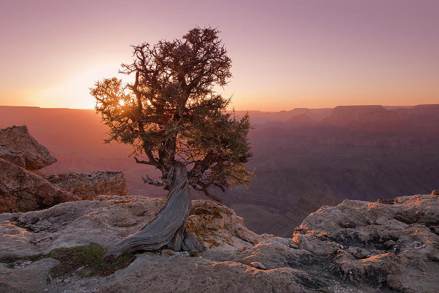 Tree At The Grand Canyon At Sunset, Usa Photograph by Bastian Linder