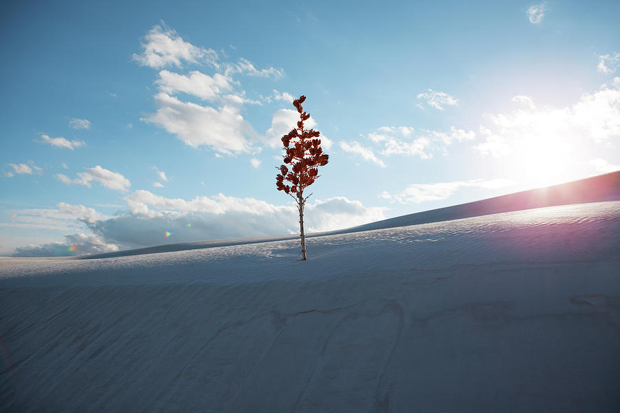 White Sands National Monument Photograph - Tree At White Sands National Monument Against Sky During Sunset by Cavan Images
