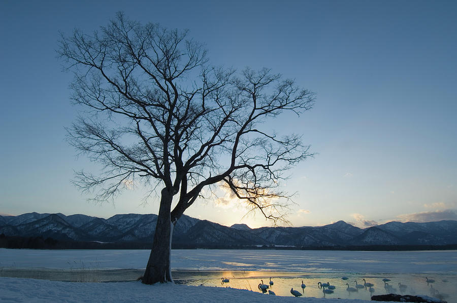 Tree At Winter Twilight With Whooper Photograph by Nhpa