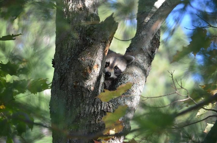 Tree Bandit Photograph By Travis Isham - Fine Art America