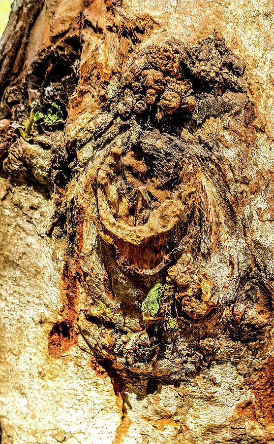 Tree Bark Photograph