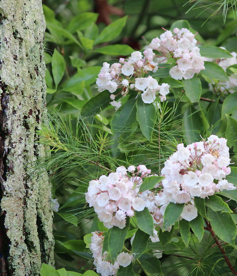 Flower Photograph - Tree Bark and Mountain Laurel by Cathy Lindsey