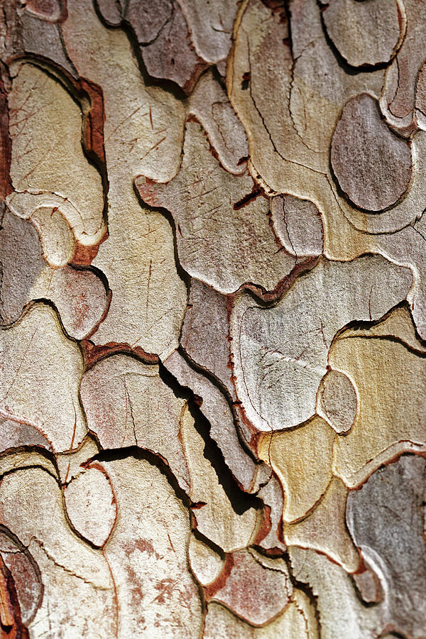 Tree Bark Photograph by Ian Merton