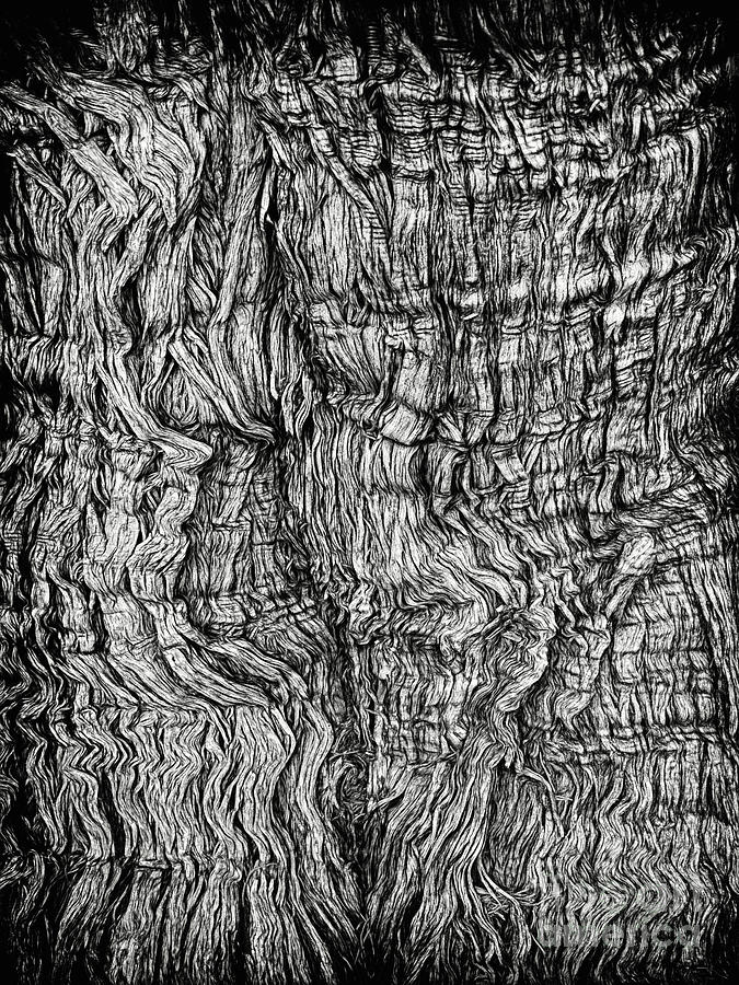 Tree Bark In Black And White Photograph