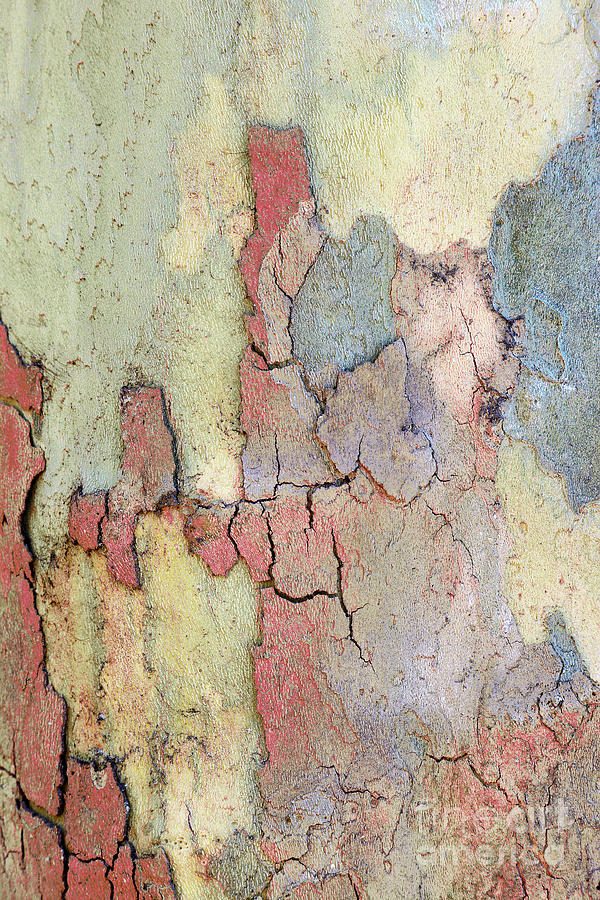 Tree Bark Nature Abstract Photograph by Regina Geoghan