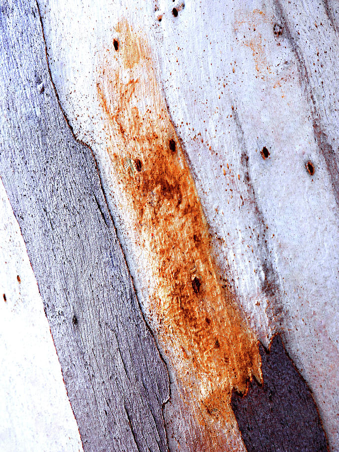 Tree Bark Series - Ghost Gum #2 Photograph by Lexa Harpell