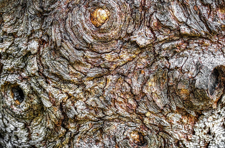 Tree Bark Texture Abstract Rough Nature Background Graphic T