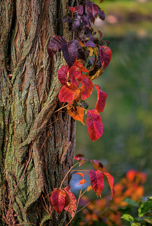 Tree Bark with fall foliage Photograph by Cordia Murphy