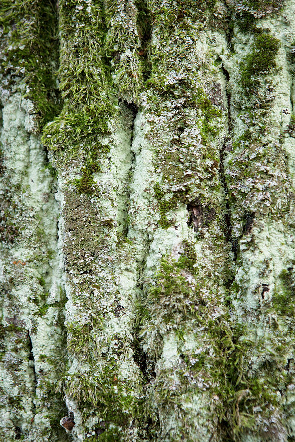 Tree Bark with Mosses Photograph by Iris Richardson
