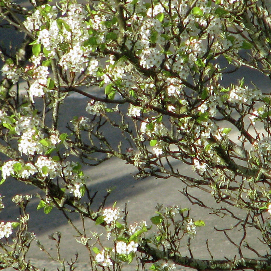 Spring Blossom Abstract Photograph by Jaeda DeWalt