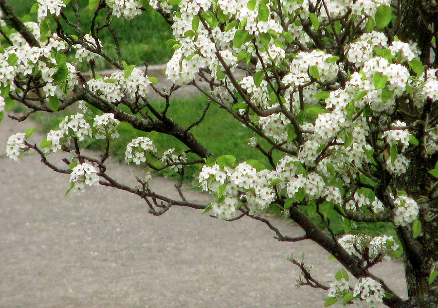 Tree Blossom Abstract Photograph by Jaeda DeWalt