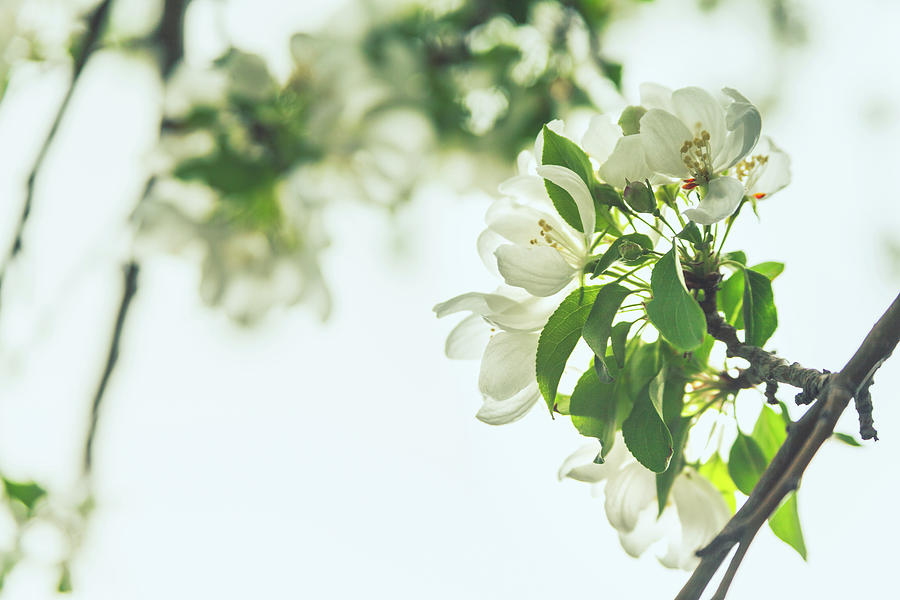 Tree Blossoms by Jeanette Fellows Tree Blossoms by Jeanette Fellows