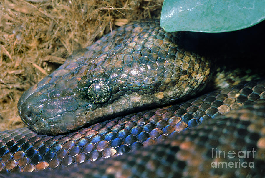 Boas - Boidae - Constricting Snakes