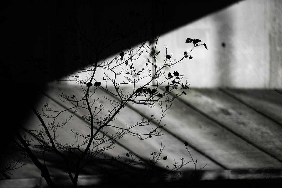 Abstract Photograph - Tree Branch by Mike Penney