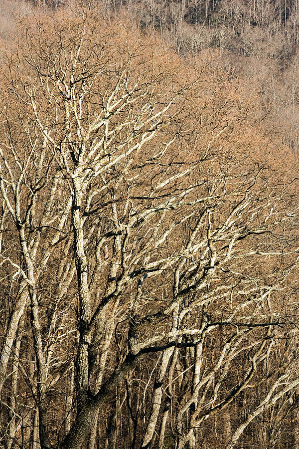 Tree Branch Patterns - Blue Ridge Photograph by Bill Gozansky