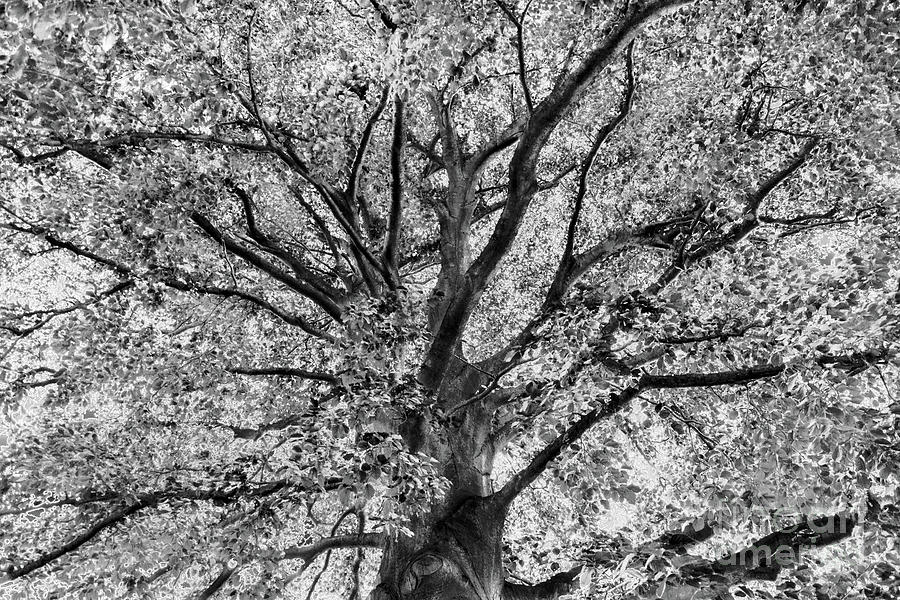 Tree Branches Photograph by David Meznarich