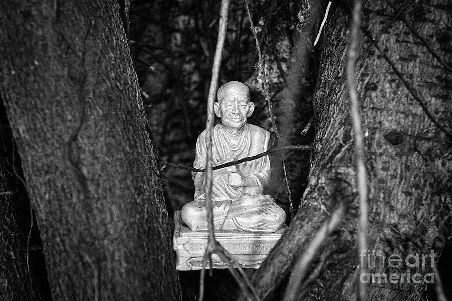 Tree Buddha I Photograph by Dean Harte