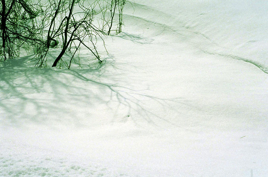 Tree Buried Under Snow Photograph by Photographer, Loves Art, Lives In Kyoto