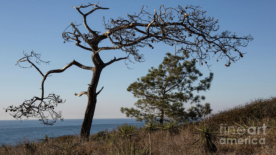 Tree by the ocean Photograph by Agnes Caruso