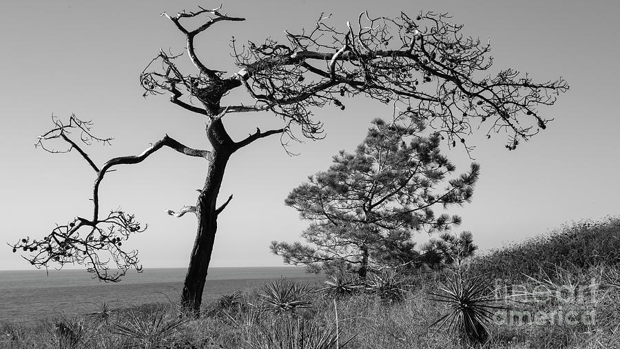 Tree by the ocean in in black and white Photograph by Agnes Caruso