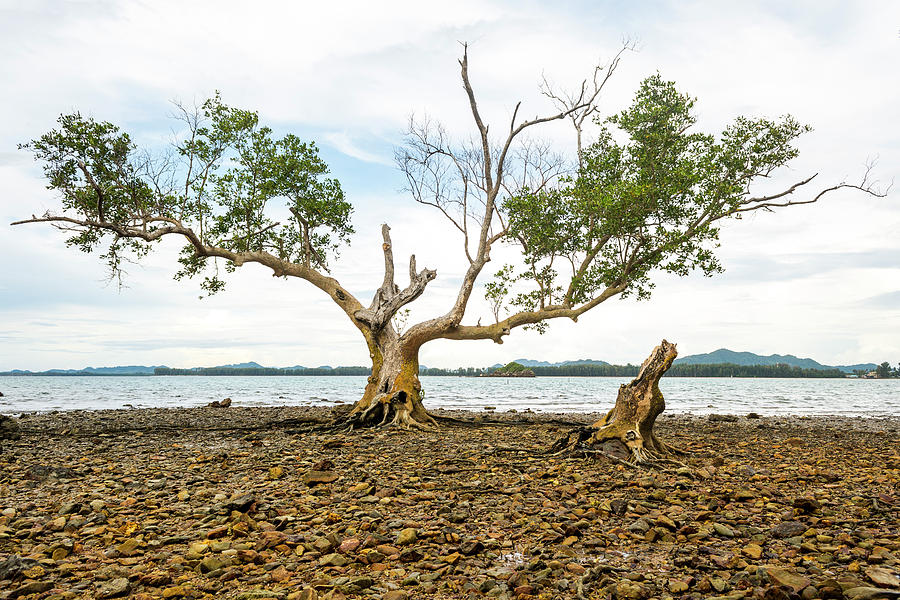 Tree Photograph - Tree By The Sea by Laura J P Richardson Tree Photograph - Tree By The Sea by Laura J P Richardson
