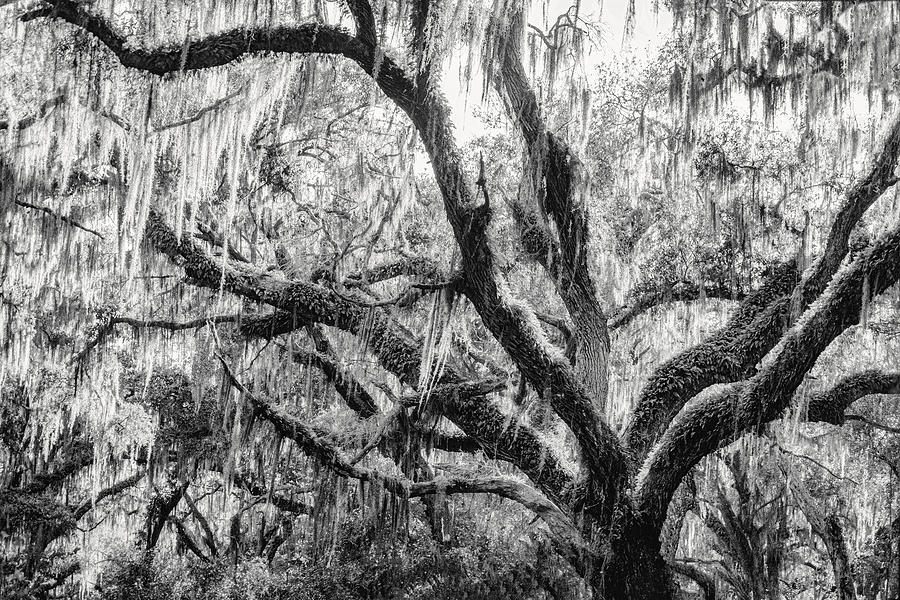 Landscape Photograph - Tree Canopy - Ancient Oaks by Bill Boehm